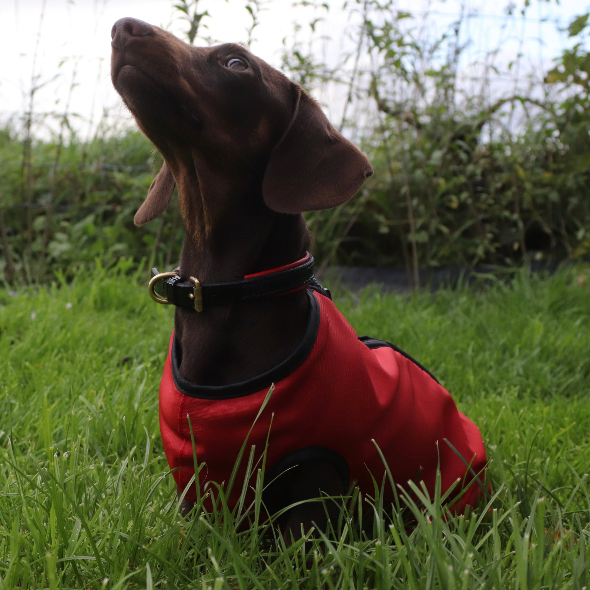 DacMac waterproof mini dachshund coat in red