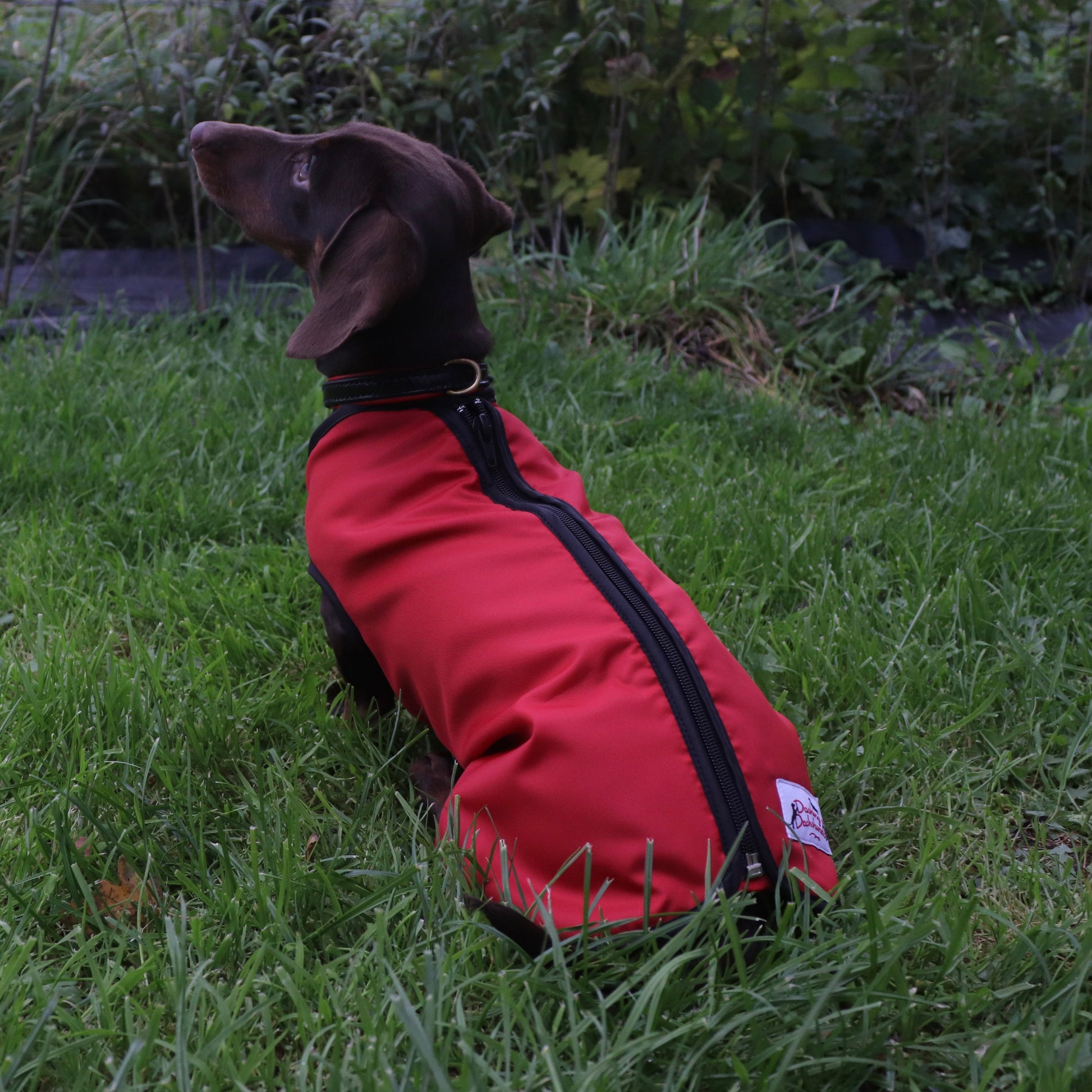 DacMac waterproof mini dachshund coat in red