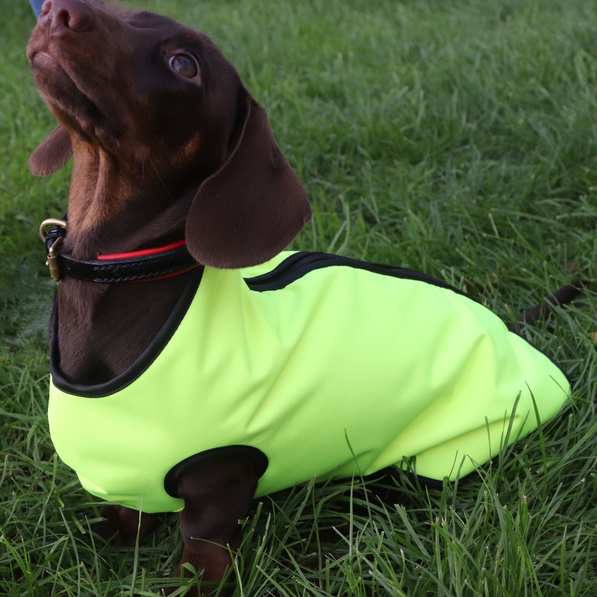 DacMac waterproof mini dachshund coat in yellow