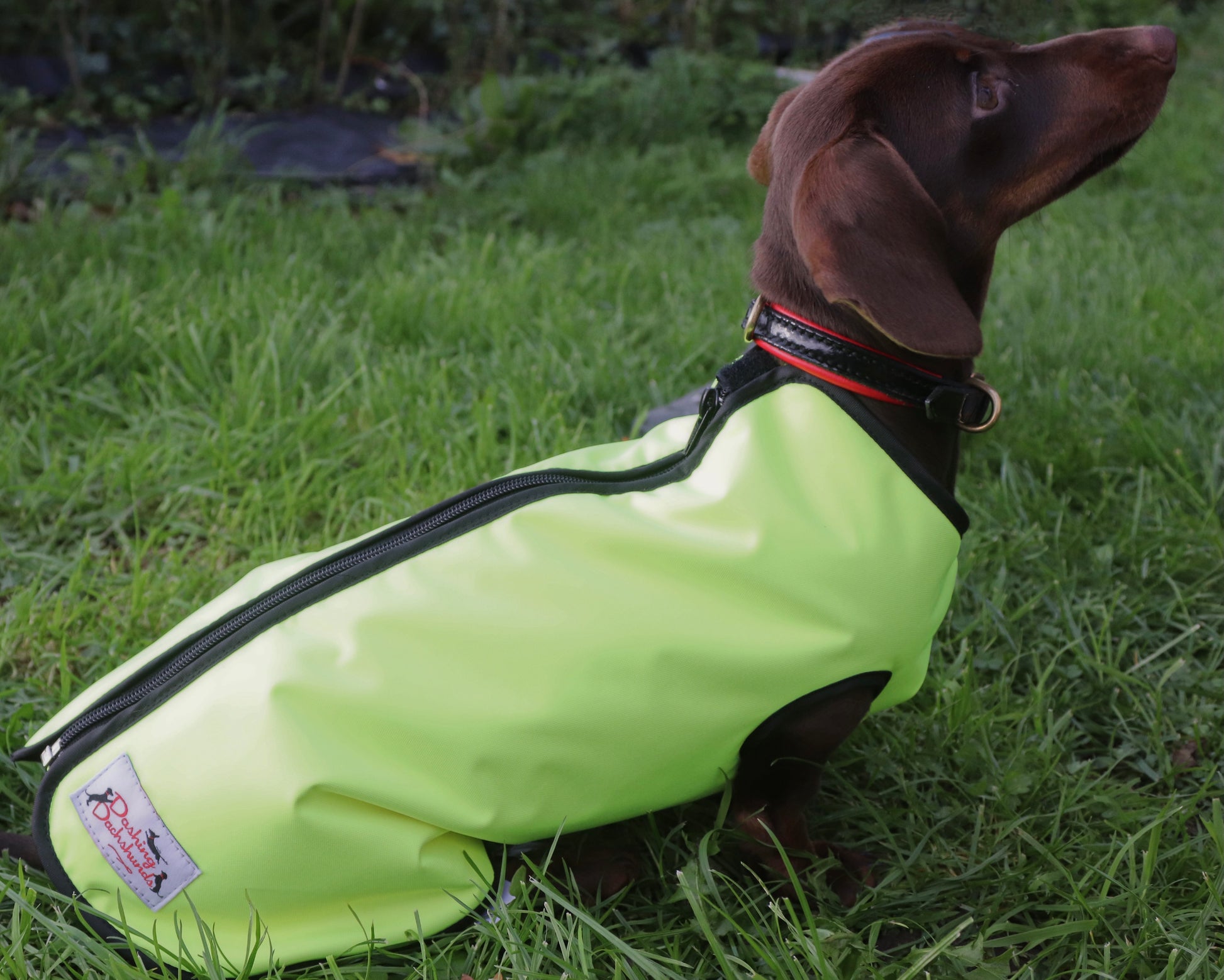 DacMac waterproof mini dachshund coat in yellow