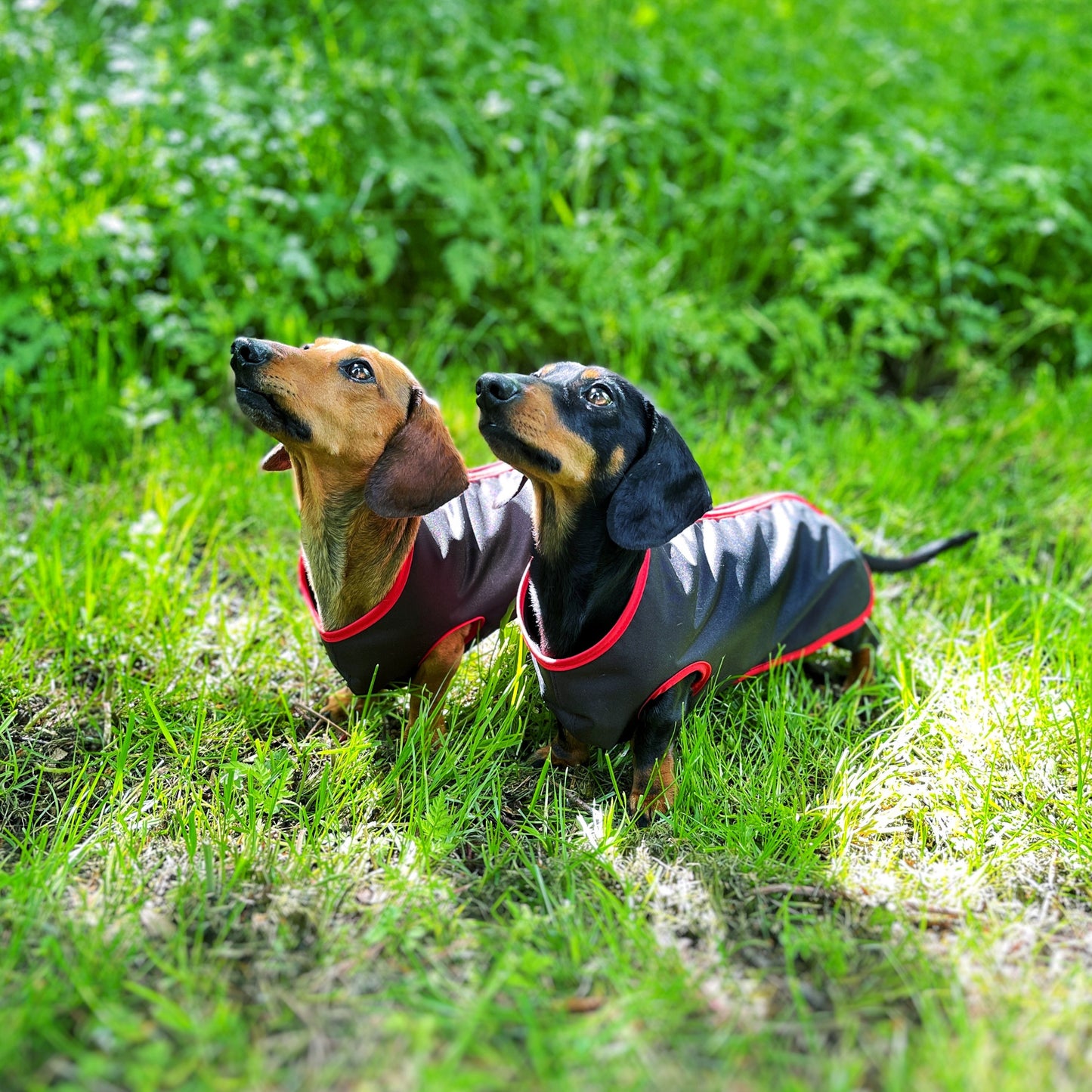 water-proof mini dachshund jacket DACMAC MINI in black