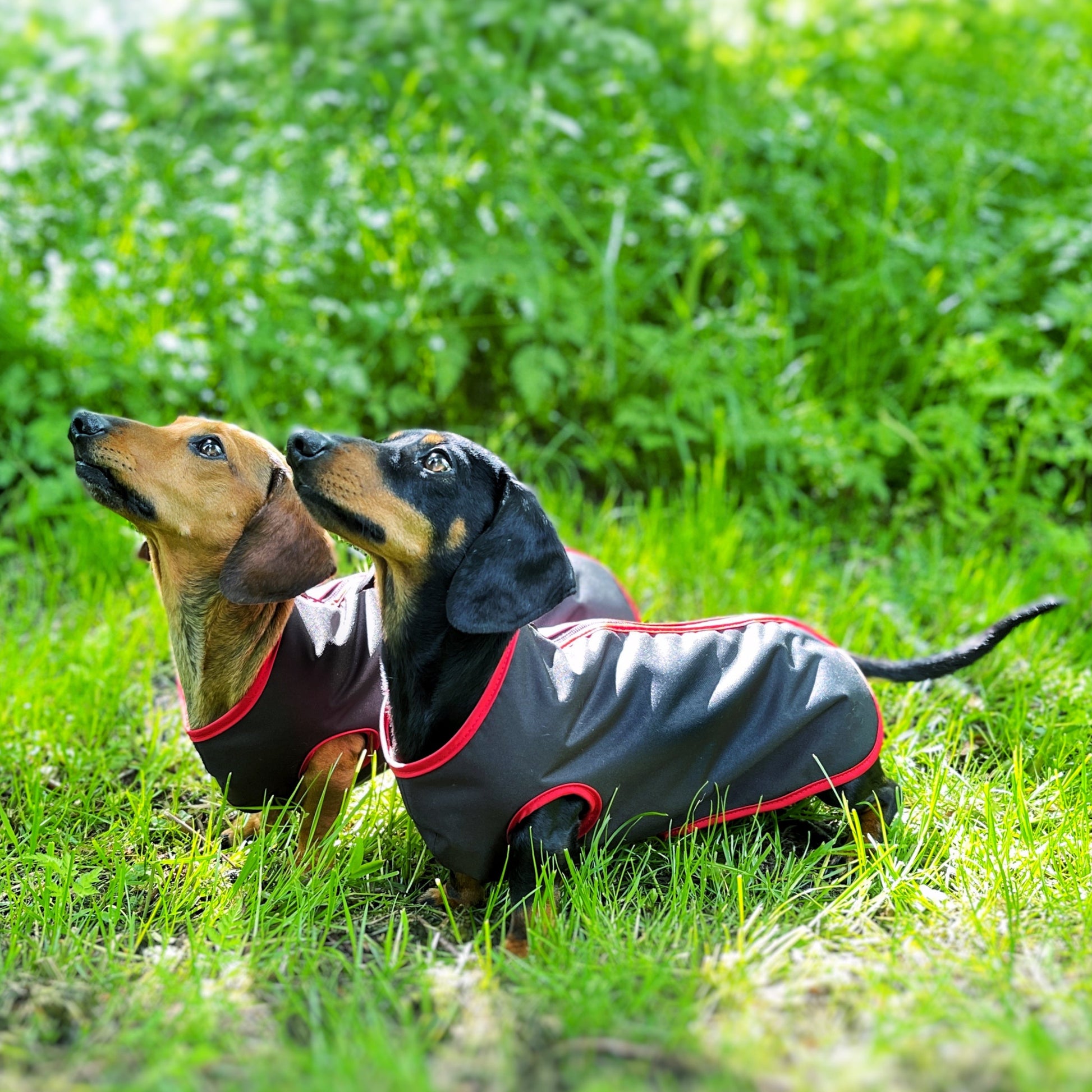 water-proof mini dachshund jacket DACMAC MINI in black