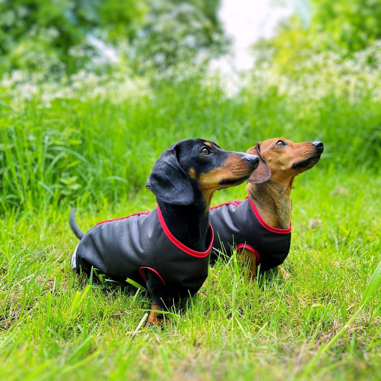 water-proof mini dachshund jacket DACMAC MINI in black