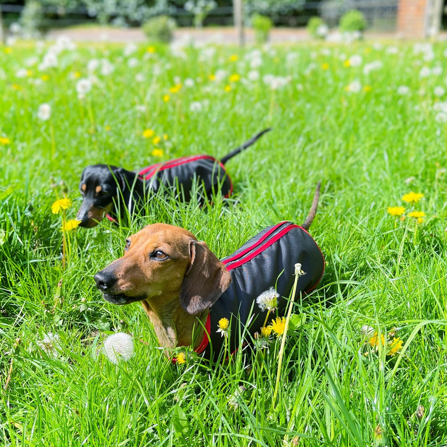 DACMAC MINI water-proof mini dachshund jacket in Black