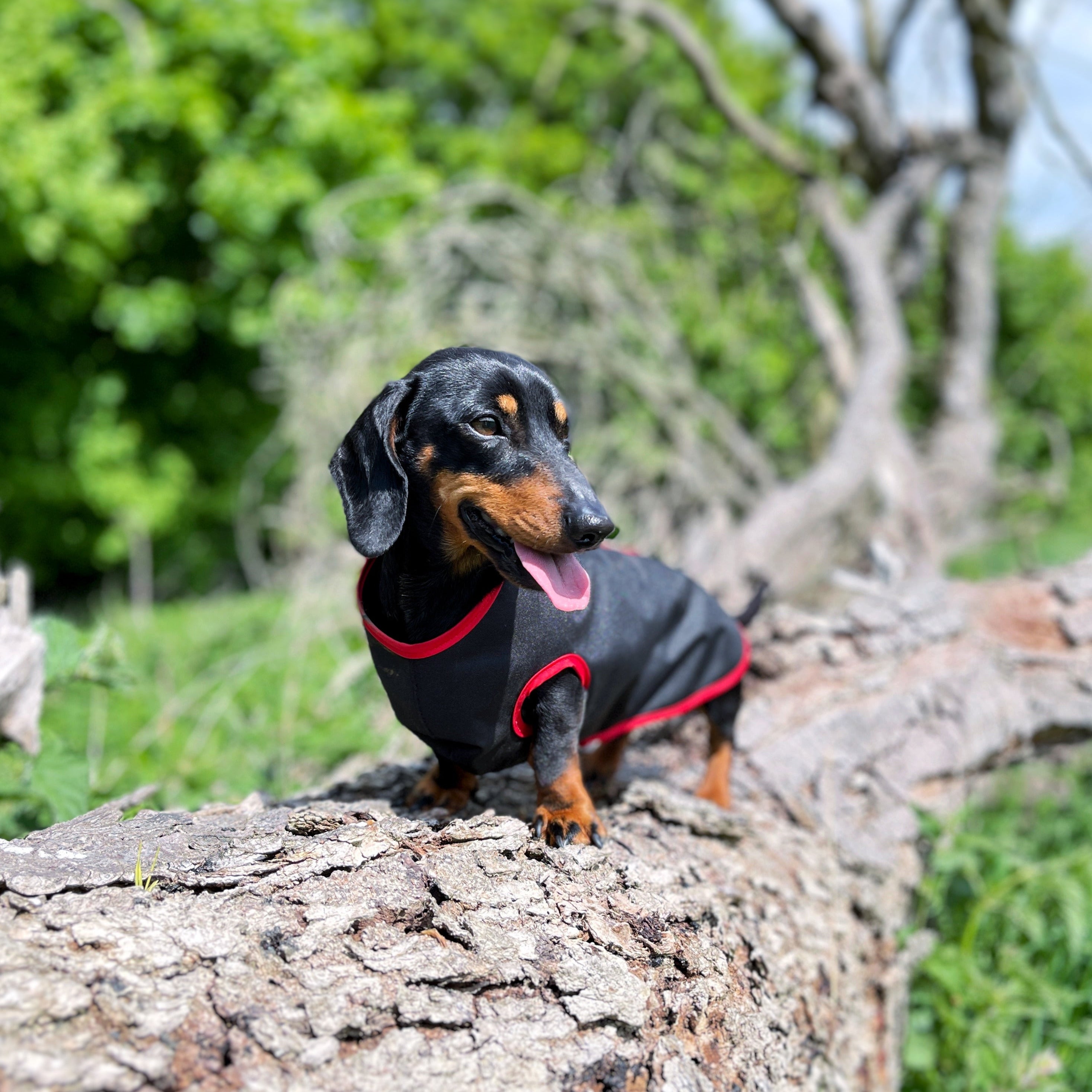 Mini dachshund outlet harness uk