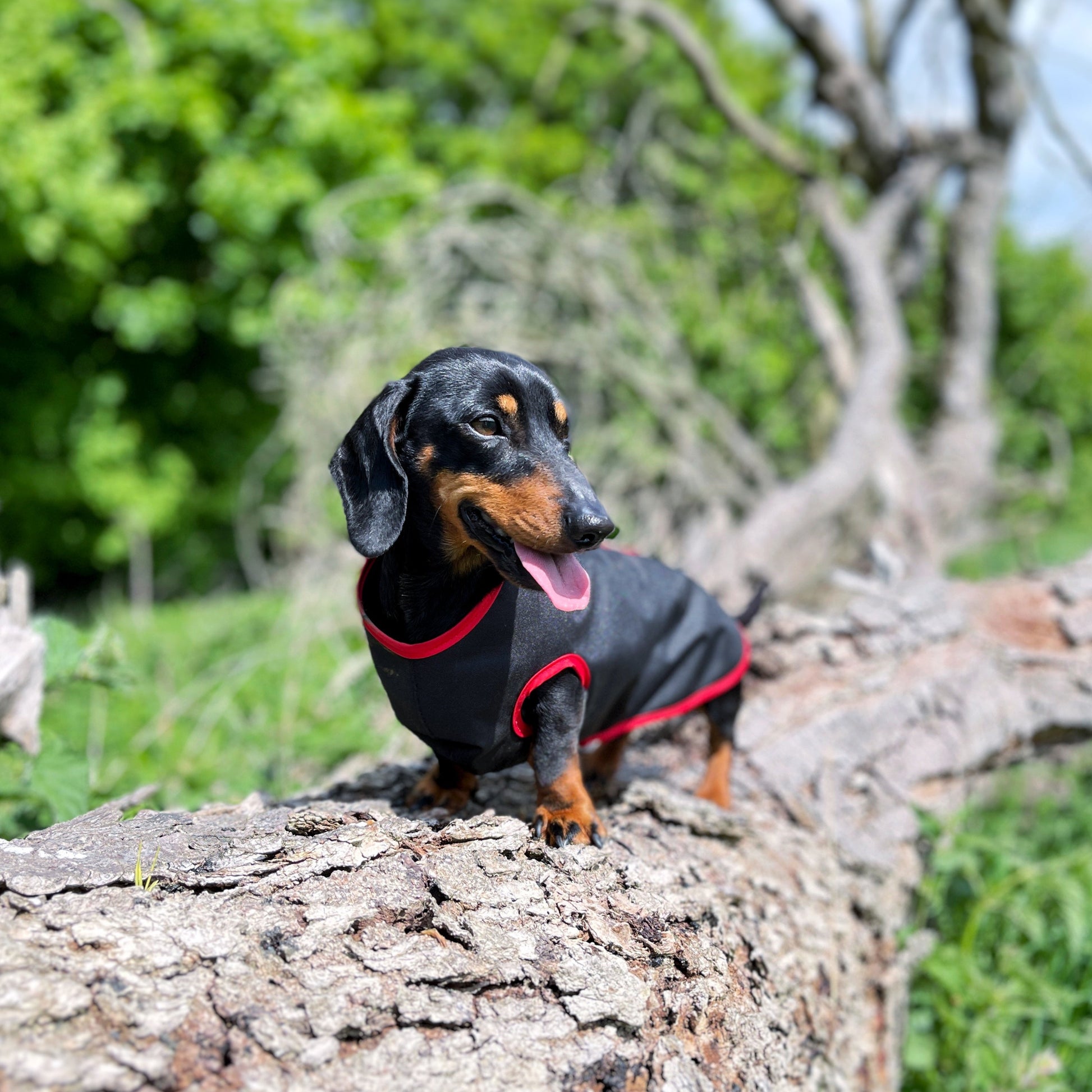 DACMAC MINI water-proof mini dachshund jacket in black