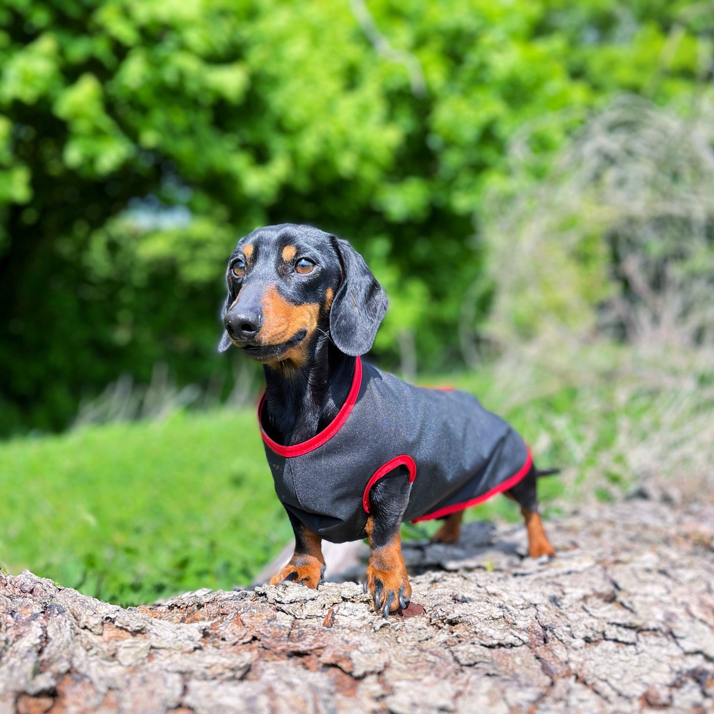 water-proof mini dachshund jacket DACMAC MINI in black