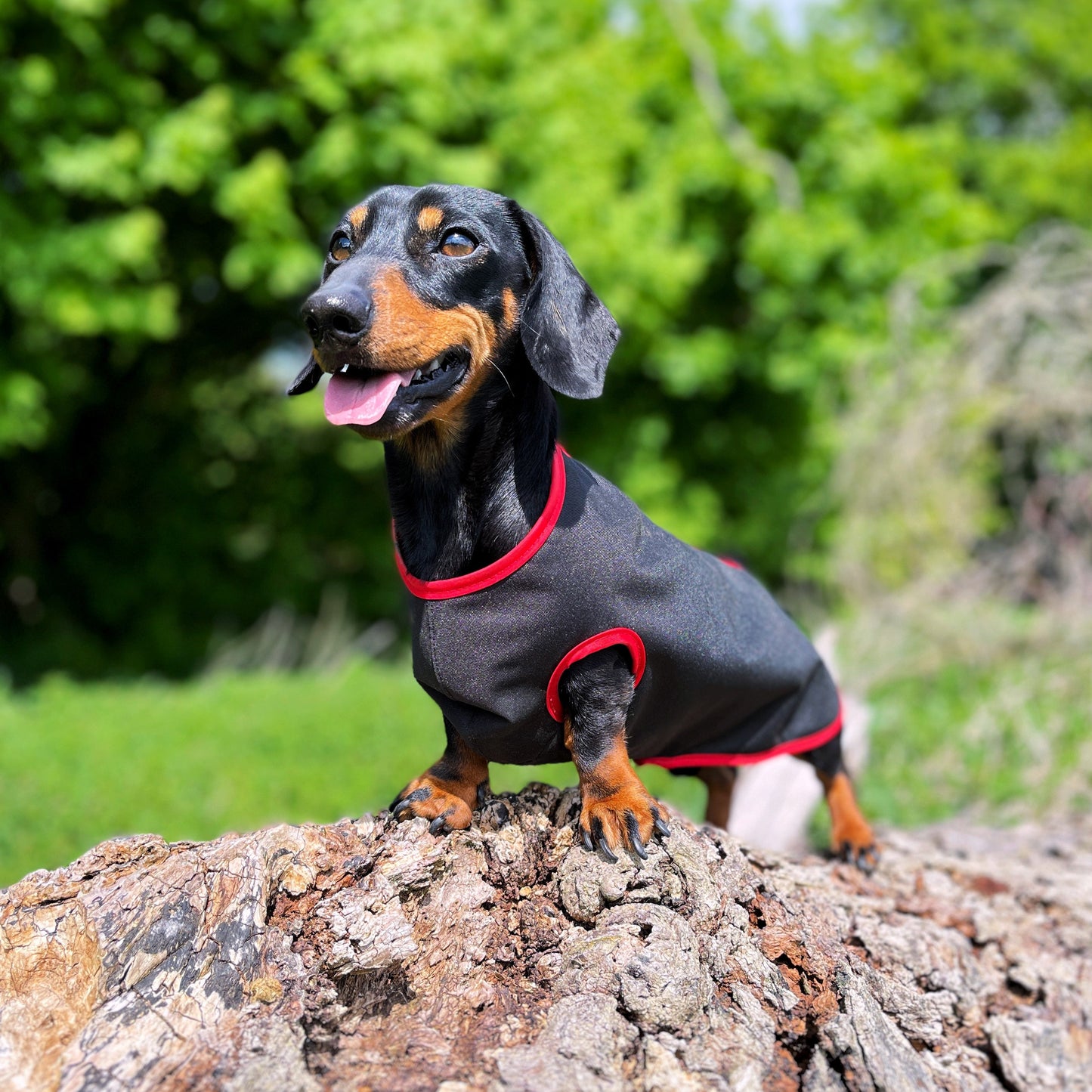 water-proof mini dachshund jacket DACMAC MINI in black