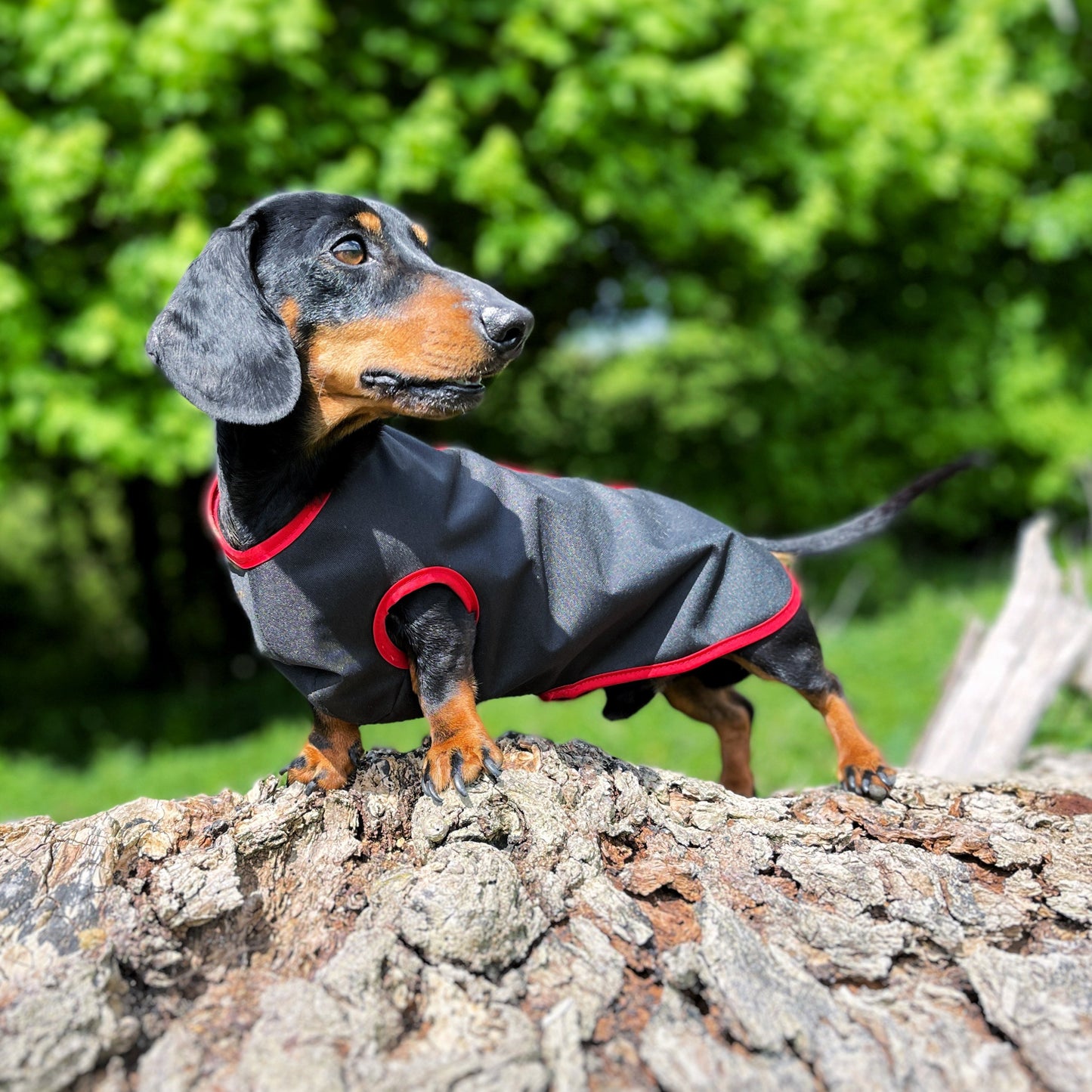 water-proof mini dachshund jacket DACMAC MINI in black