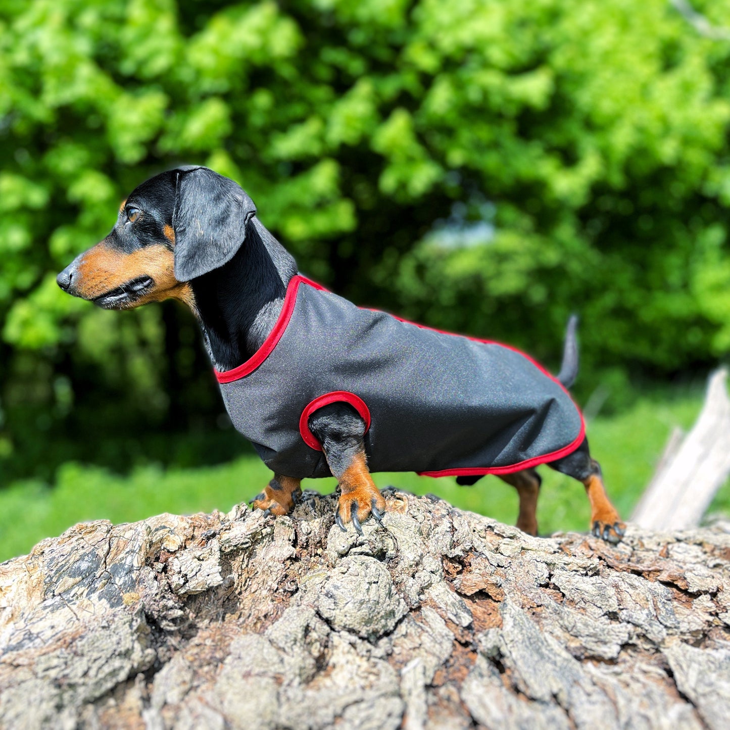 water-proof mini dachshund jacket DACMAC MINI in black