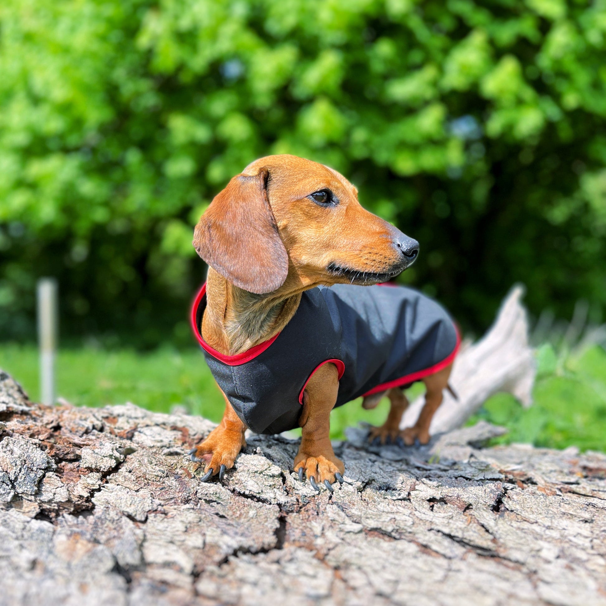 water-proof mini dachshund jacket DACMAC MINI in black