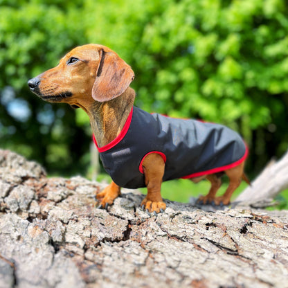 water-proof mini dachshund jacket DACMAC MINI in black